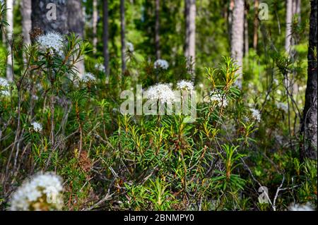 close up at labrador tea in Sweden Stock Photo