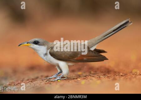 Yellow-billed cuckoo (Coccyzus americanus), adult, Rio Grande Valley, South Texas, Texas, USA. June