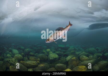 Grayling (Thymallus) under Ice, Lake Baikal, Siberia, Russia. Stock Photo