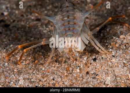 Amphipod Acanthogammarus Lappaceus Lake Baikal Siberia Russia   Freshwater Amphipod Acanthogammarus Lappaceus Lake Baikal Siberia Russia 2bnmrm0 