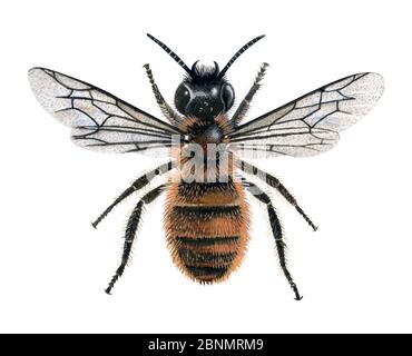 Red mason  bee (Osmia rufa) female, illustration Stock Photo