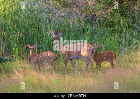White-tailed deer (Odocoileus virginianus) mother with her twin fawns, Acadia National Park, Maine, USA. Stock Photo