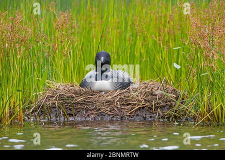 Common loon (Gavia immer) nesting at edge of lake, Acadia National Park, Maine, USA, August Stock Photo