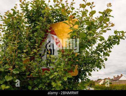 Roadside traffic warning signs covered over and obscured by trees, plants and vegetation, Shropshire, England Stock Photo
