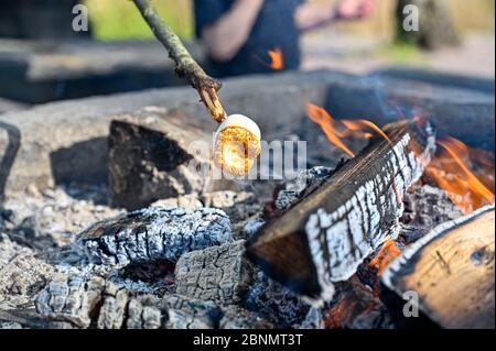 grills marshmallow on stick over open fire Stock Photo