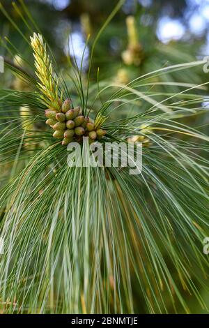 Pine cones forming on branch of conifer evergreen tree in Corfu ...