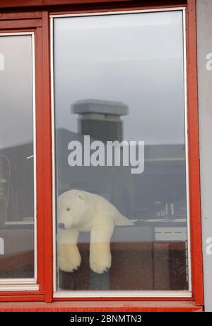 Polar bear teddy bear in window, Longyearbyen, Svalbard, Norway, July. Stock Photo
