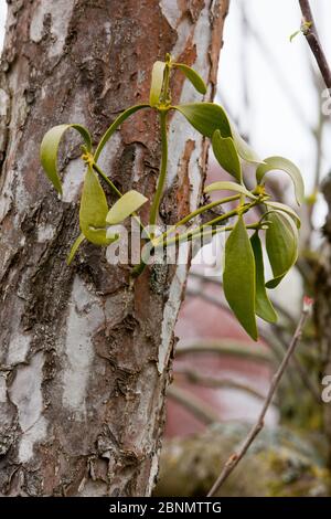 Mistletoe (Viscum alba) stem growing from Apple tree bark (Malus sp) Herefordshire, UK, May Stock Photo