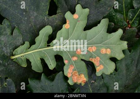 Common spangle galls of Cynipid wasp (Neuroterus quercusbaccarum) on the underside of Pedunculate oak leaf (Quercus robur). Dorset, UK September. Stock Photo