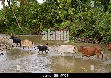 Zebu cattle, owned by Mentawai people, crossing river,  Siberut Island, Sumatra. Stock Photo