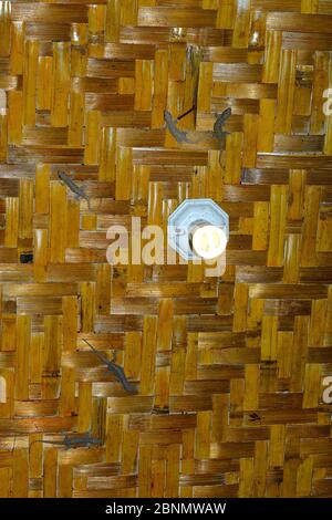 Common house gecko (Hemidactylus frenatus) indoors on ceiling, introduced species. Sumatra. Stock Photo