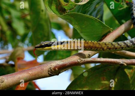 Painted bronzeback snake (Dendrelaphis pictus) Sumatra Stock Photo