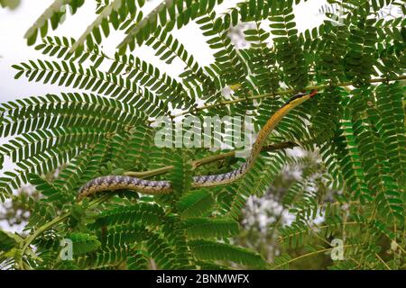 Painted bronzeback snake (Dendrelaphis pictus) in tree, Sumatra. Stock Photo