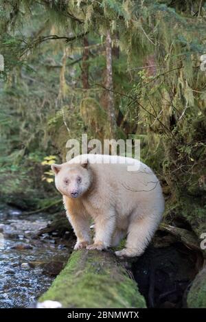 Spirit / Kermode bear (Ursus americanus kermodei) rare subspecies of the American black bear, found in scared locations of the Gitga'at nation, Great Stock Photo