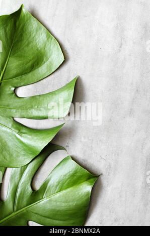 Monstera leaf on grey concrete background. View from above. Monstera background. Summer nature spa fashion concept. Stock Photo