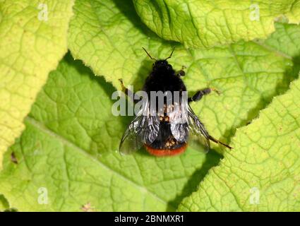 Red-tailed Bumblebee (Bombus lapidarius) queen with phorectic mites, Herefordshire, England, UK, August. Stock Photo