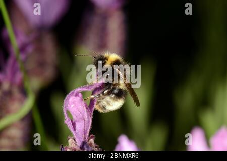 Male Forest Cuckoo Bumbelbee (Bombus sylvestris), garden, Herefordshire, England.