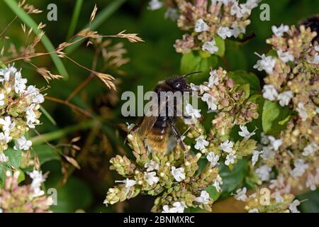 Red-tailed Cuckoo Bumblebee (Bombus rupestris) pollinating Marjorum (Origanum sp.), Tenbury Wells, Worcestershire, England. Stock Photo
