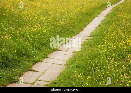 Path through flowering meadows near Muker in Swaledale, Yorkshire Dales, UK Stock Photo