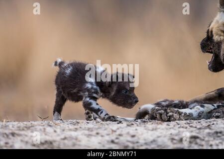African wild dog (Lycaon pictus) dominant alpha female with her puppies at the den, Central Kalahari Desert, Botswana Stock Photo