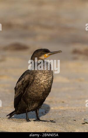 Cape cormorant (Phalacrocorax capensis) at rest, Skeleton Coast, Namibia. October Stock Photo