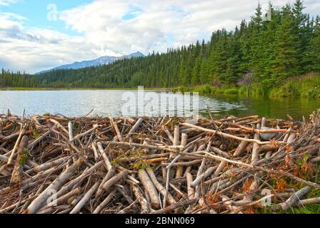 Beaver dam near Healy Alaska Stock Photo