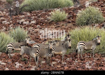 Hartman mountain zebras (Equus zebra hartmannae) herd in scrubland, Damaraland, Namibia Stock Photo