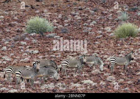 Hartman mountain zebras (Equus zebra hartmannae) herd in scrubland, Damaraland, Namibia Stock Photo