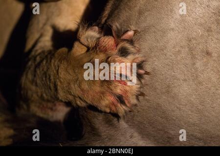 Lion (Panthera leo) close up of paw and claws gripping on to prey, at night, South Africa Stock Photo