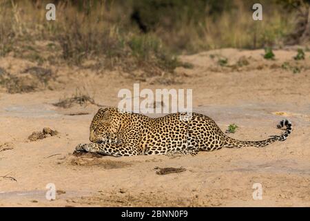 Leopard (Panthera pardus) large male rolling in Wildebeest dung, after eating a bit, South Africa