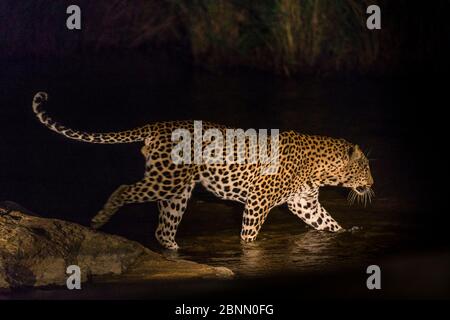 Leopard (Panthera pardus) male crossing river at night, Sabi Sand Private Game Reserve. South Africa. Stock Photo