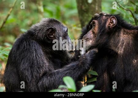 Chimpanzees (Pan troglodytes schweinfurthi) dominant male on left is the leader of the group, grooming one of his lieutenants, Kibale NP, Uganda Stock Photo