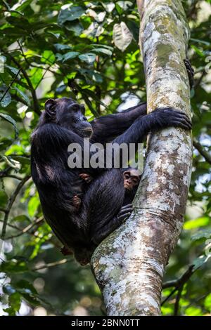 Chimpanzee (Pan troglodytes schweinfurtheii) in tree with young, Kibale NP, Uganda, Endangered species Stock Photo