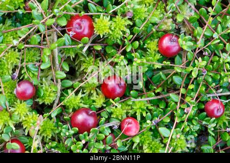 Bog cranberry (Vaccinium oxycoccos) Peak District National Park, Derbyshire, England, UK, September. Stock Photo