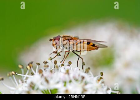 Hover fly feeding on flower.  Alaska Stock Photo