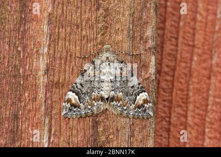Dark marbled carpet moth (Chloroclysta citrata) Drumnadrochit, Inverness, Scotland, August. Stock Photo