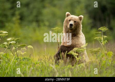Coastal brown bear (Ursus arctos) female in a meadow, cubs nearby, Lake Clarke National Park, Alaska, USA, July Stock Photo