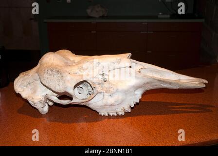 Moose skull in display Stock Photo