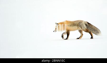 Red fox (Vulpes vulpes) on the prowl for prey on snow, Yellowstone National Park, USA, February Stock Photo