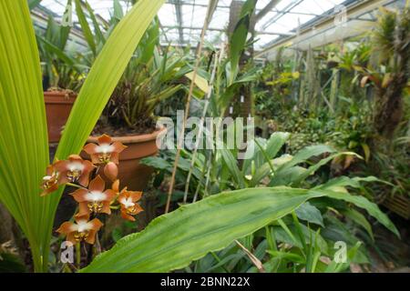 Orchid (Neomoorea wallisii), occurs in Colombia and Panama. Utrecht University Botanic Gardens, the Netherlands, May. Stock Photo