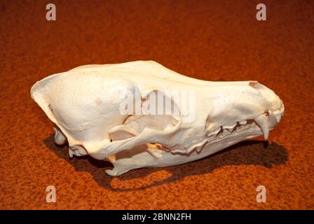 Wolf skull in display Stock Photo