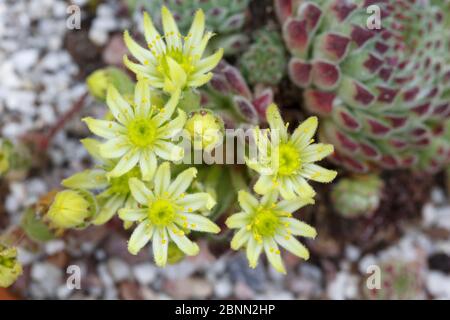 Houseleek (Sempervivum ciliosum var borisii) in cultivation, origin in Bulgari Stock Photo