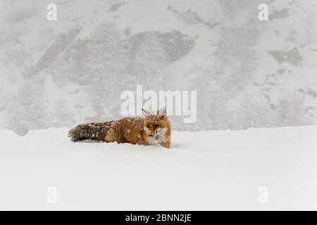 European red fox (Vulpes vulpes crucigera) walking in deep snow during heavy snowfall, Gran Paradiso National Park, Italy. January Stock Photo