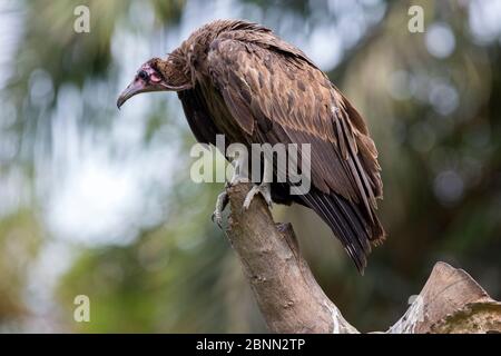 Hooded vulture (Necrosyrtes monachus) perched in a tree, Gambia, Africa, May. Stock Photo