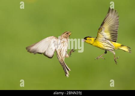 Siskin (Carduelis spinus) and Redpoll (Carduelis flammea) fighting in mid-air. Scotland, UK,  May. Stock Photo