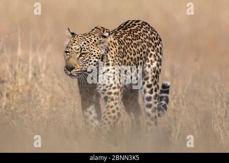 Leopard female (Panthera pardus), Kgalagadi transfrontier park, South Africa, June Stock Photo