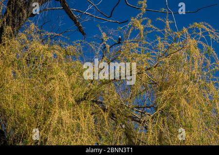 Detroit, Michigan - A bald eagle (Haliaeetus leucocephalus) sits in a tree on Belle Isle, an island in the Detroit River. Stock Photo