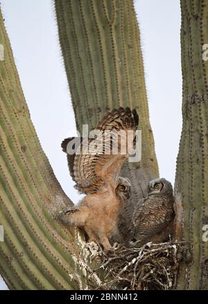 Great horned owl (Bubo virginianus) chicks stretching in nest in Saguaro cacus (Carnegiea gigantea), Santa Catalina Mountain Foothills, Sonoran Desert Stock Photo