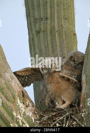 Great horned owl (Bubo virginianus) chick stretching wings in nest in Saguaro cacus (Carnegiea gigantea), Santa Catalina Mountain Foothills, Sonoran D Stock Photo