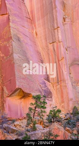 Pinyon pine trees in  Capitol Reef National Park, Utah, USA, October. Stock Photo